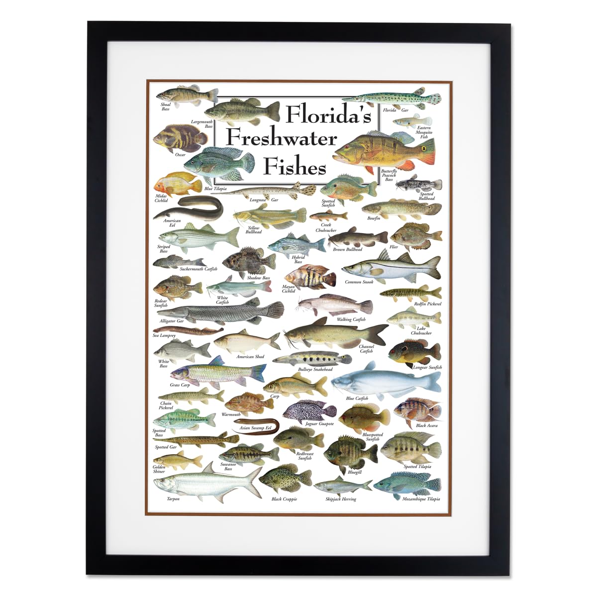 Earth Sky + Water - Floridas Freshwater Fishes - Double-matted Posters with Black Frame