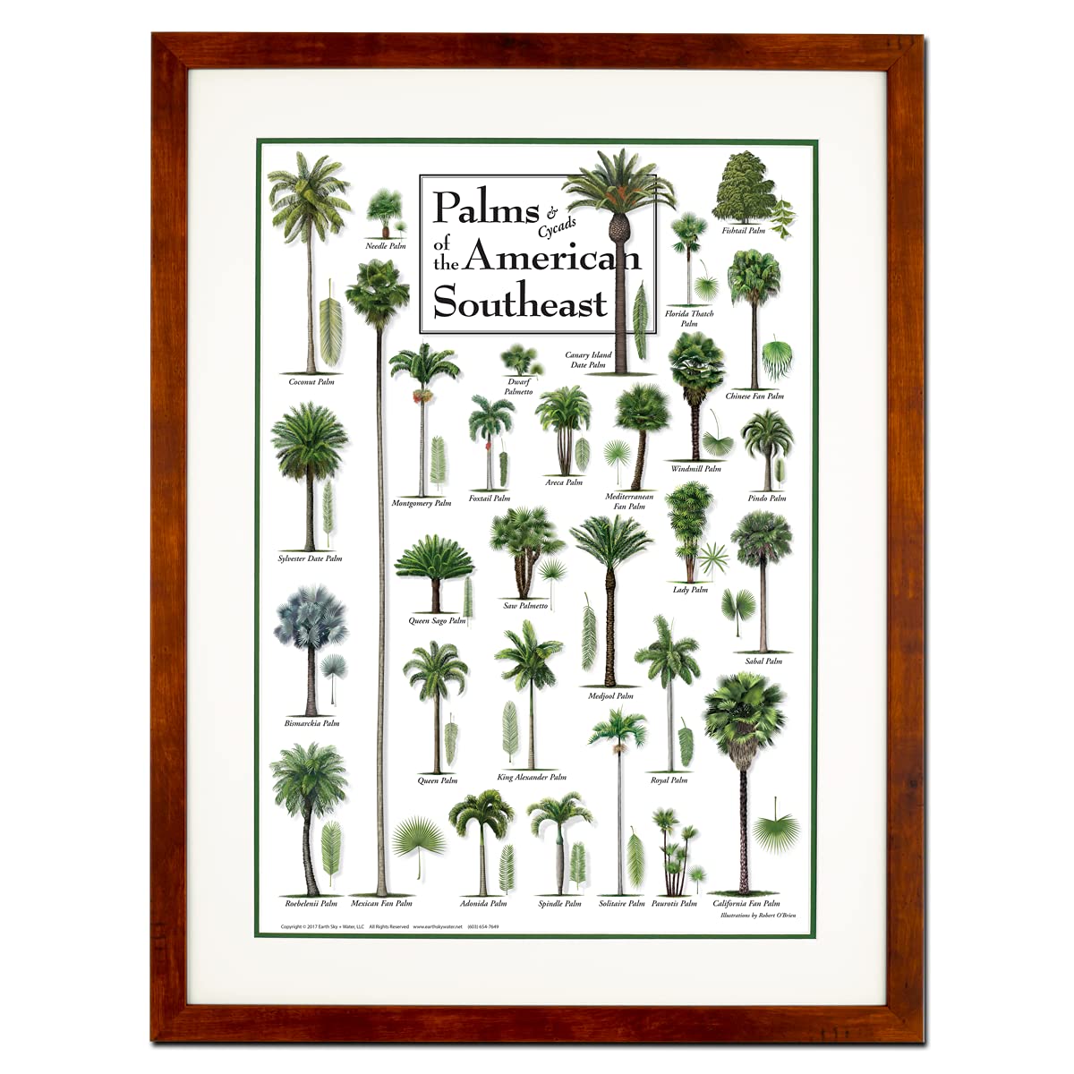 Earth Sky + Water - Palms & Cycads of the American Southeast - Double-matted Posters with Honey Frame