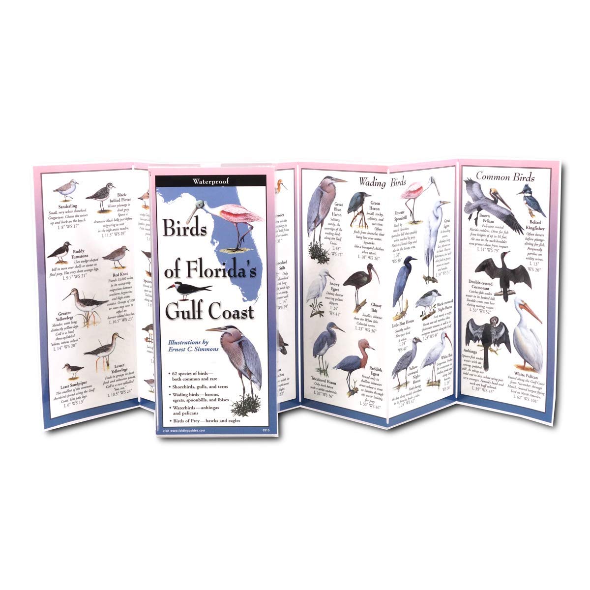 Earth Sky + Water FoldingGuide - Birds of Floridas Gulf Coast - 10 Panel Foldable Waterproof Nature Identification Guide