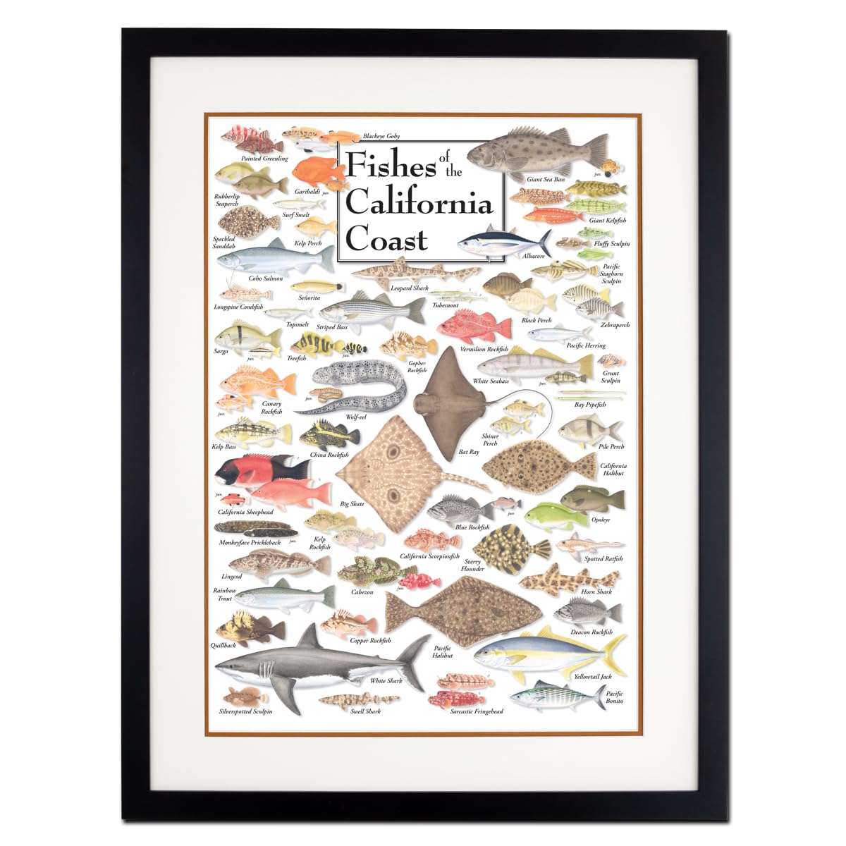 Earth Sky + Water - Fishes of the California Coast - Double-matted Posters with Black Frame