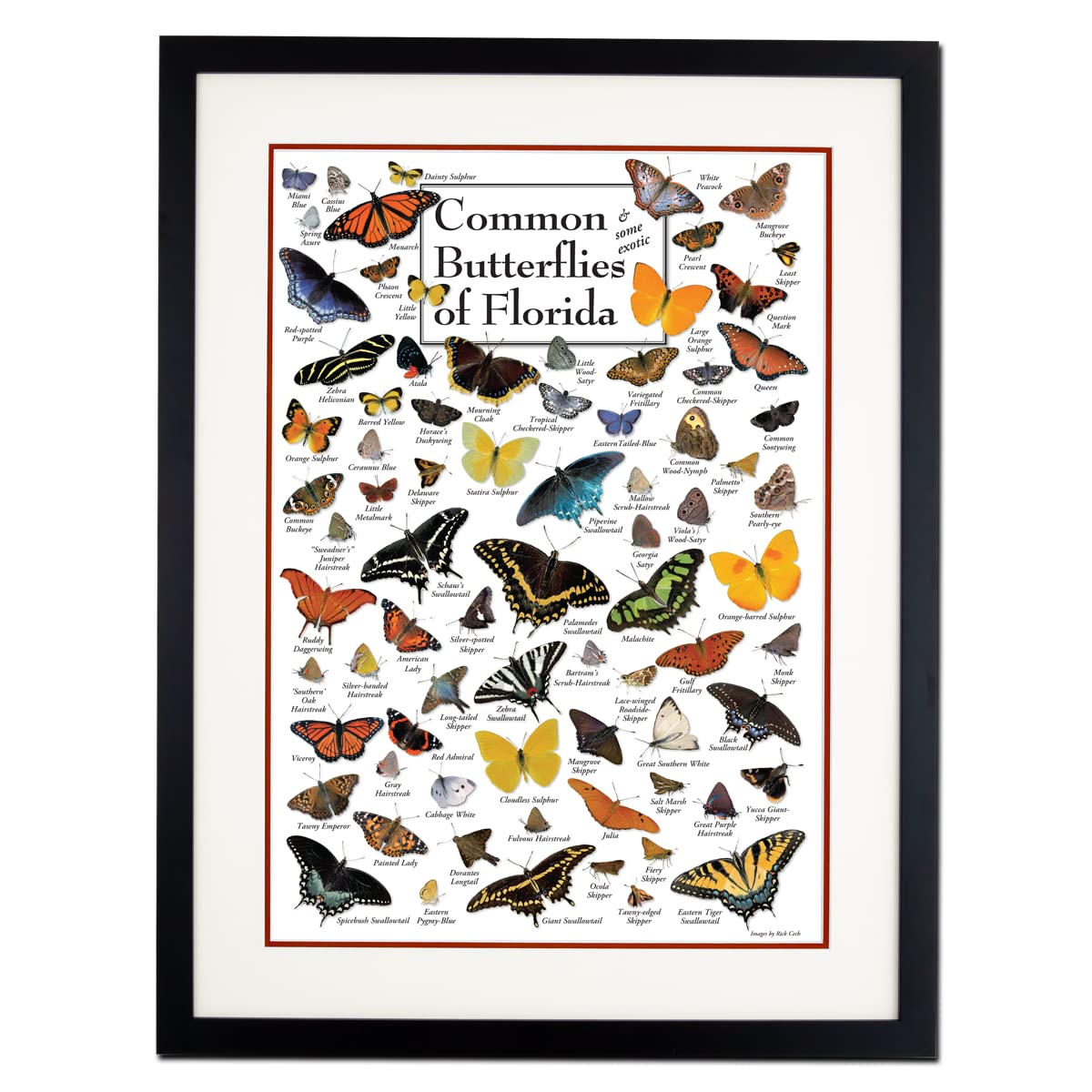 Earth Sky + Water - Common Butterflies of Florida - Double-matted Posters with Black Frame