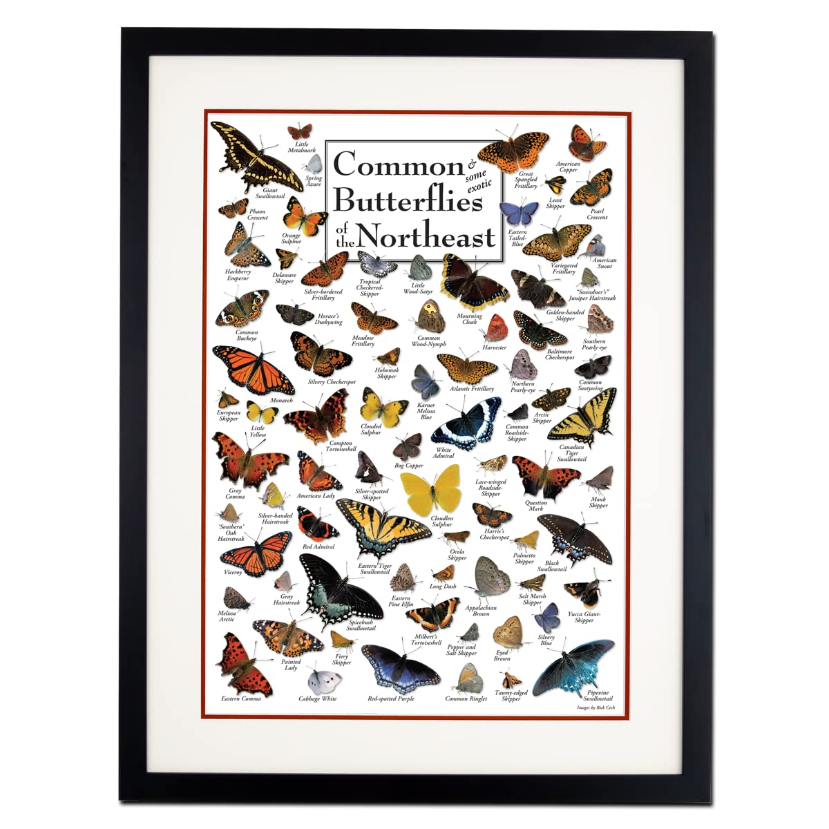 Earth Sky + Water - Common Butterflies of the Northeast - Double-matted Posters with Black Frame