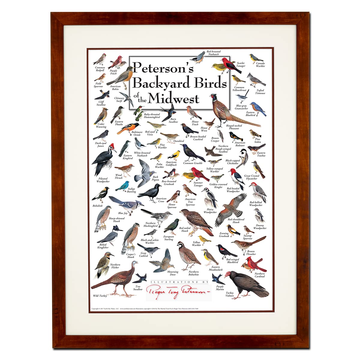 Earth Sky + Water - Petersons Backyard Birds of the Midwest - Double-matted Posters with Honey Frame