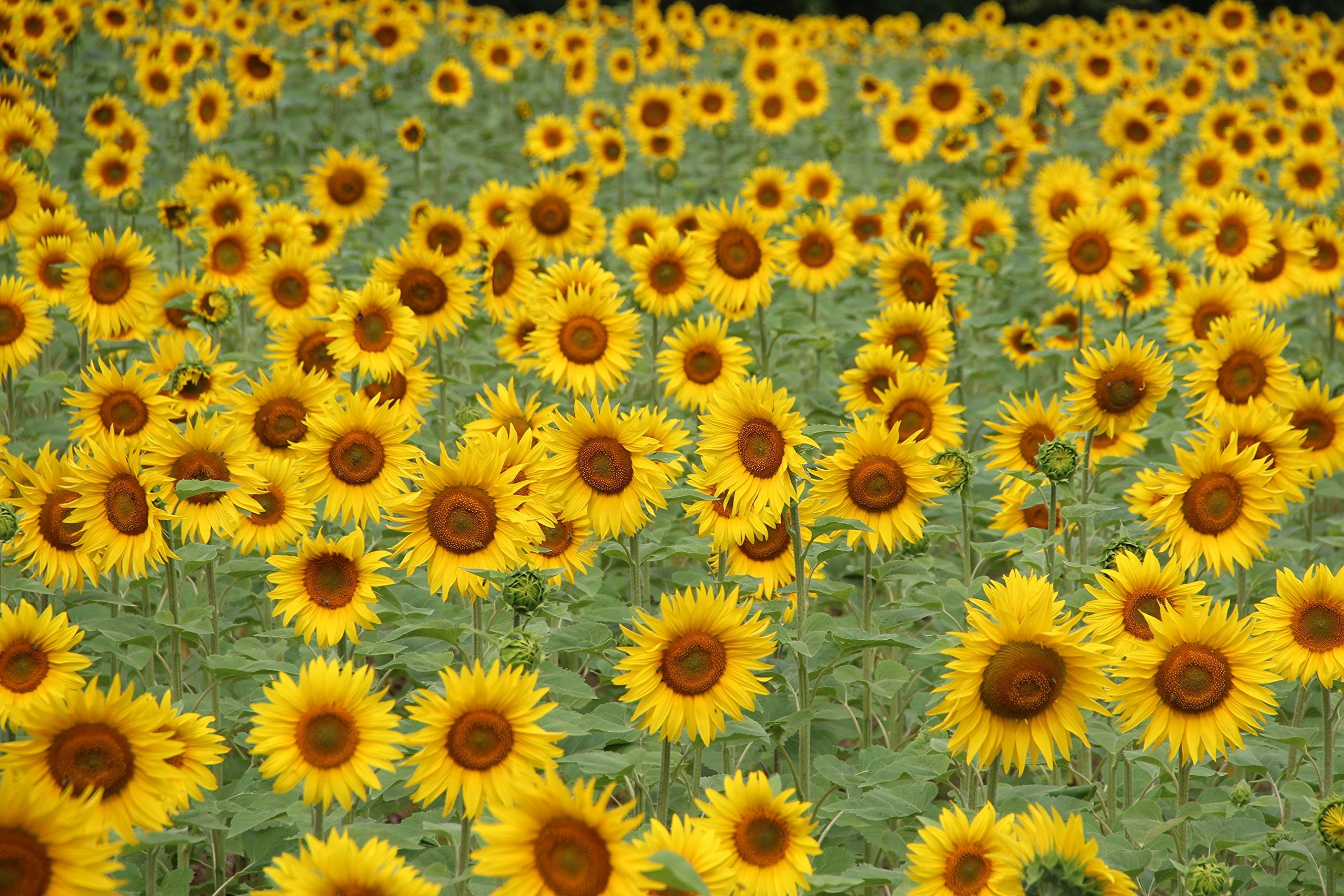 jumbo sunflower seeds for planting Jonsteen Company - Giant Sunflower Kit - Hundreds of Jumbo Sun Flower Seeds for Planting