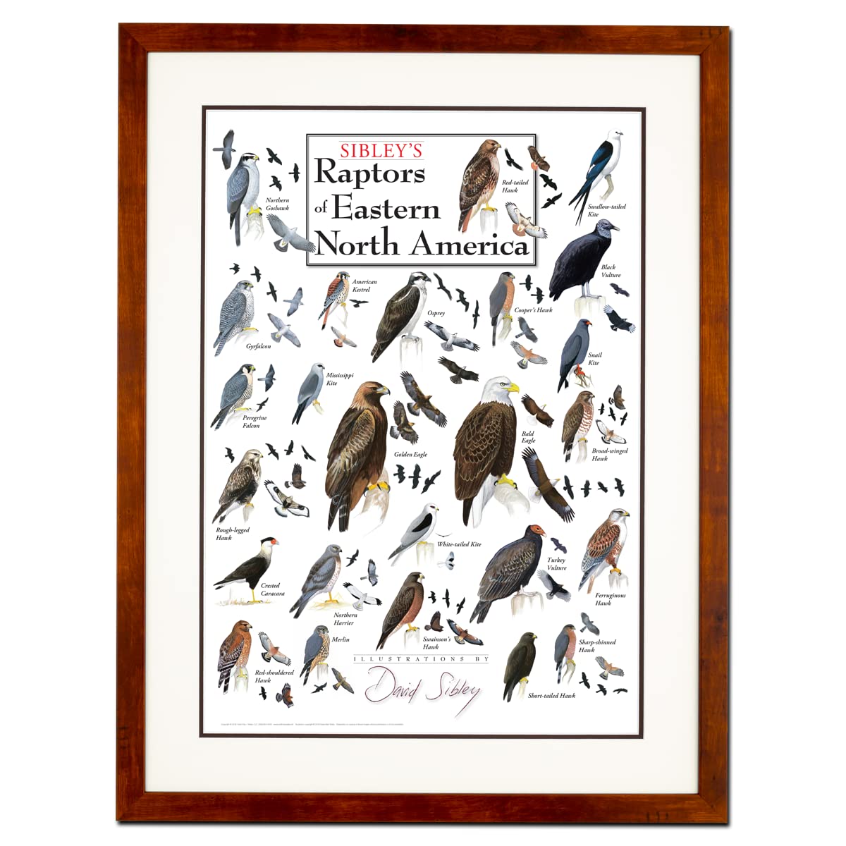 Earth Sky + Water - Sibleys Raptors of Eastern North America - Double-matted Posters with Honey Frame