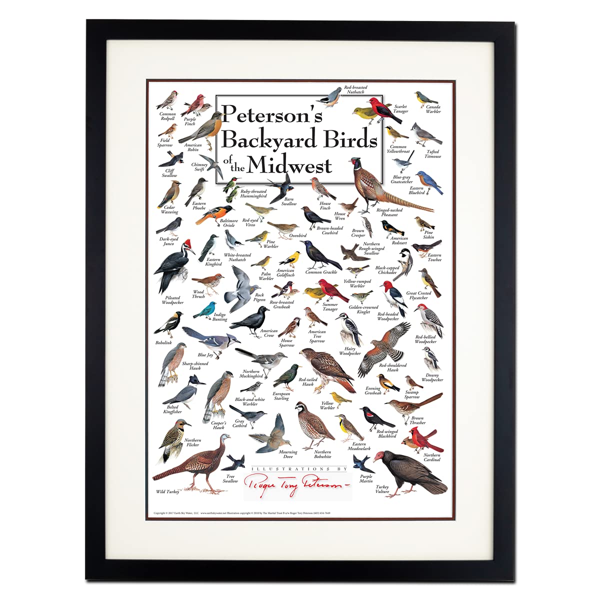 Earth Sky + Water - Petersons Backyard Birds of the Midwest - Double-matted Posters with Black Frame