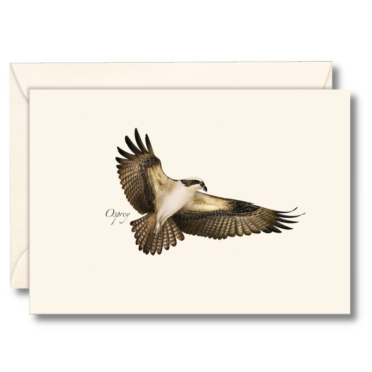 Earth Sky + Water - Osprey Notecard Set - 8 Blank Cards with Envelopes