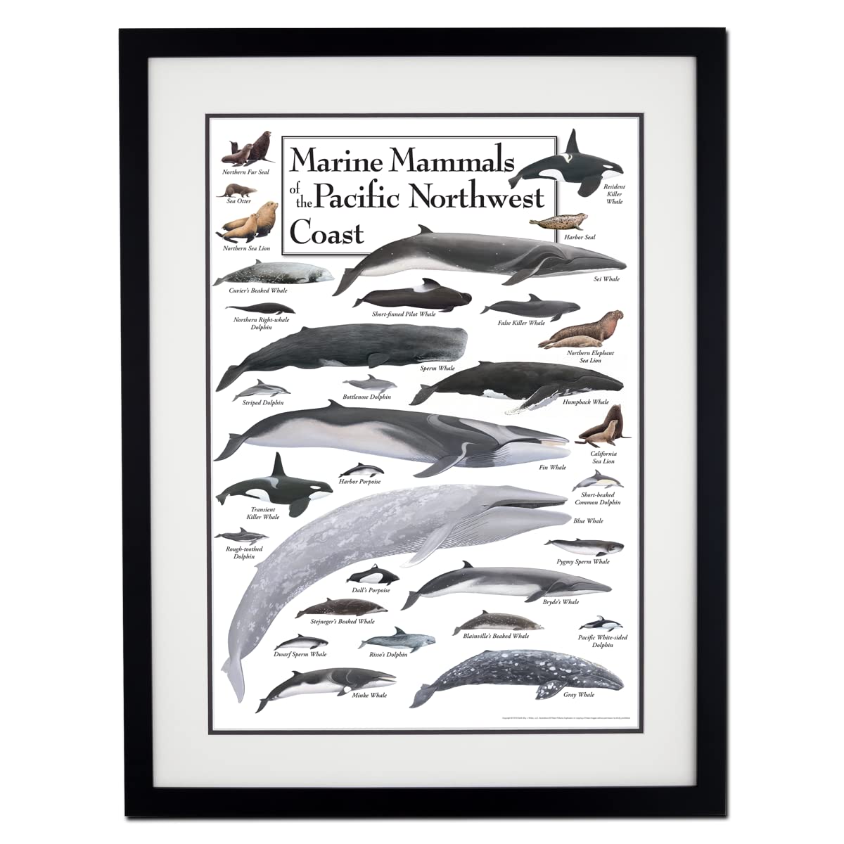 Earth Sky + Water - Marine Mammals of the Pacific Northwest Coast - Double-matted Posters with Black Frame